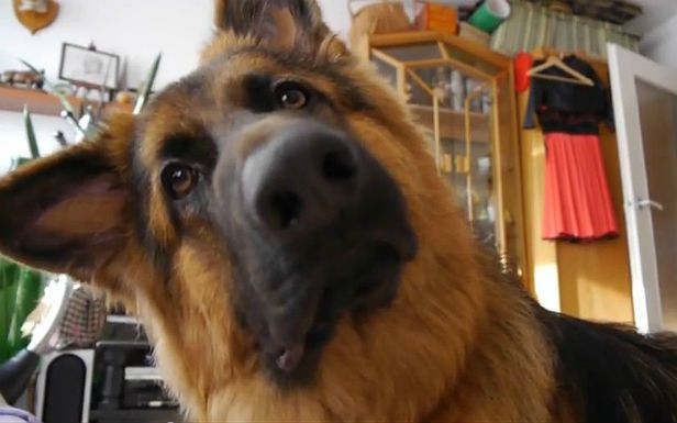 WTF dnia: jak pies reaguje na psie dzwonki? [wideo]