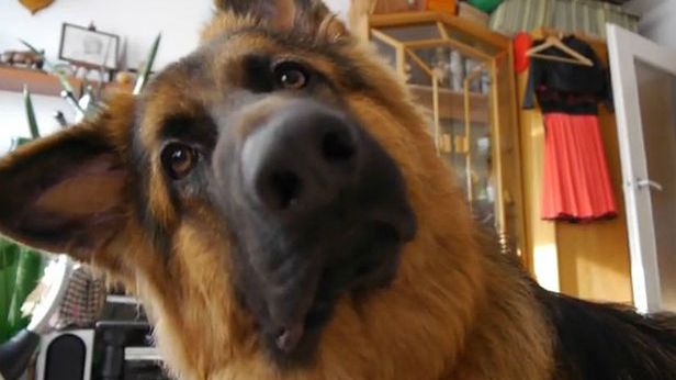 WTF dnia: jak pies reaguje na psie dzwonki? [wideo] 1