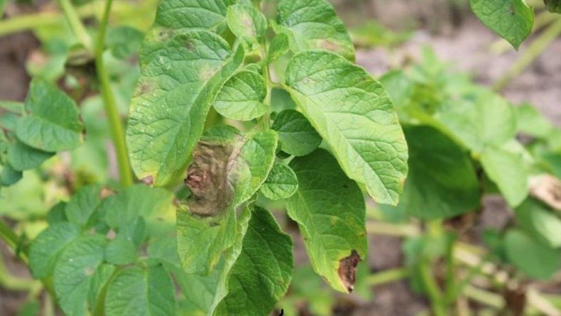 Oprysk na zarazę ziemniaka. Tego błędu unikaj