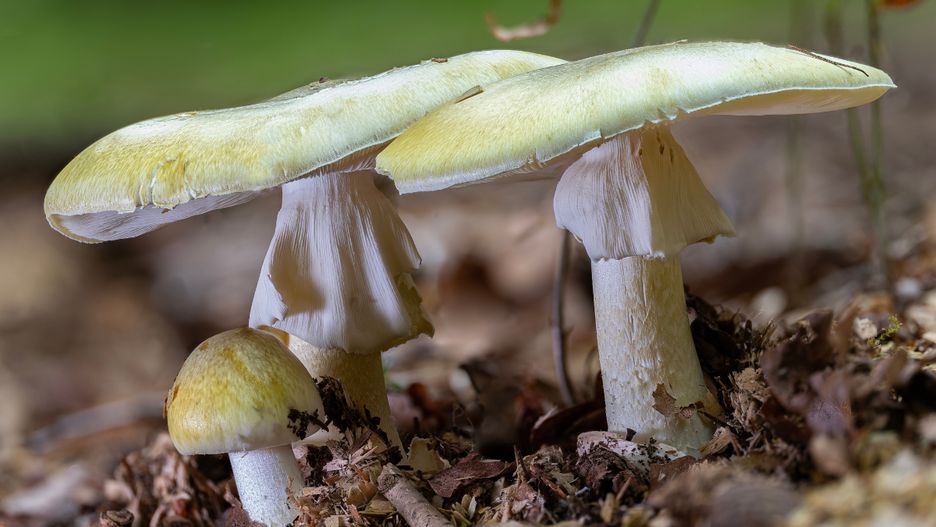 Ten grzyb łatwo pomylić z jadalnym gatunkiem
