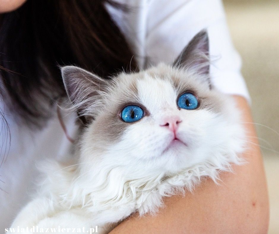 Ragdoll kot