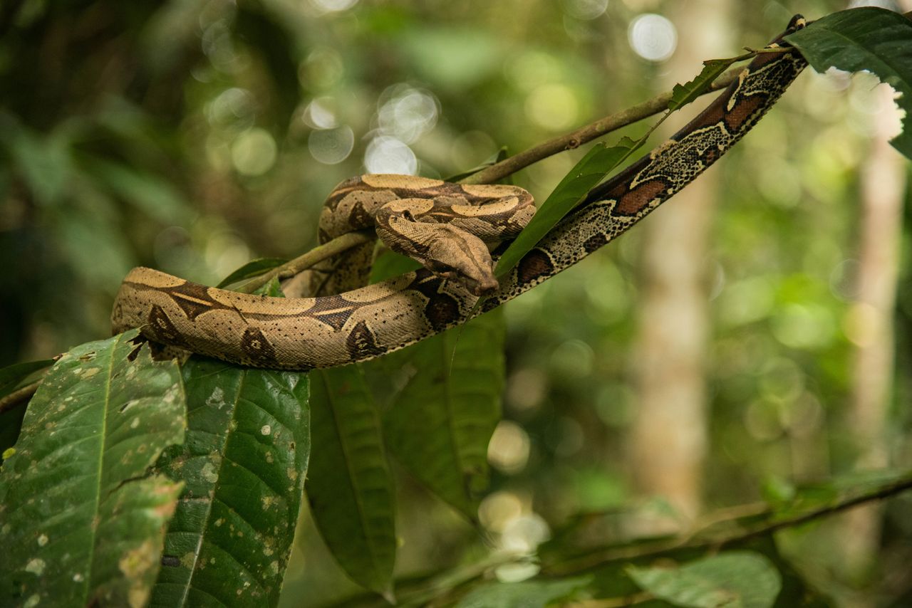 Tak boa leśny dotarł na Karaiby. Potwierdziły to badania genetyczne