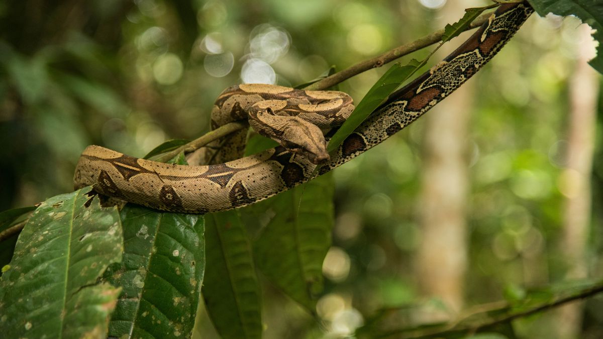 Boa - zdjęcie ilustracyjne