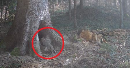 Tylko nieliczni go widzieli. Fotopułapce się udało