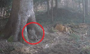 Tylko nieliczni go widzieli. Fotopułapce się udało