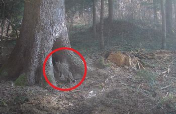 Tylko nieliczni go widzieli. Fotopułapce się udało