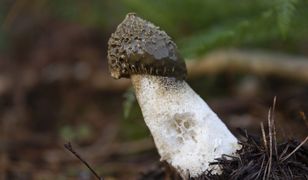 Czarcie jajo lub sromotnik smrodliwy,  grzyb ma wyjątkowe właściwości. Jak wygląda?