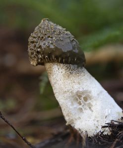 Czarcie jajo lub sromotnik smrodliwy,  grzyb ma wyjątkowe właściwości. Jak wygląda?