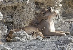 Śladem wielkich dynastii z legendarnym przyrodnikiem