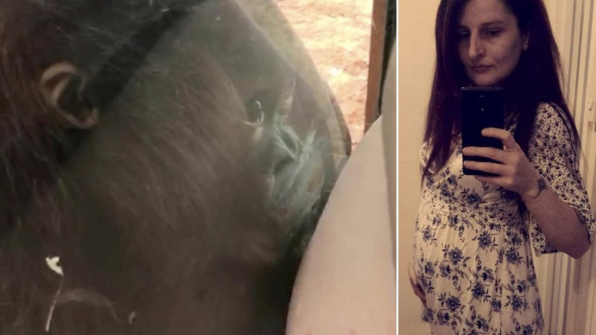 Orangutan w zoo całuje brzuch kobiety w ciąży. Film zrobił furorę w internecie