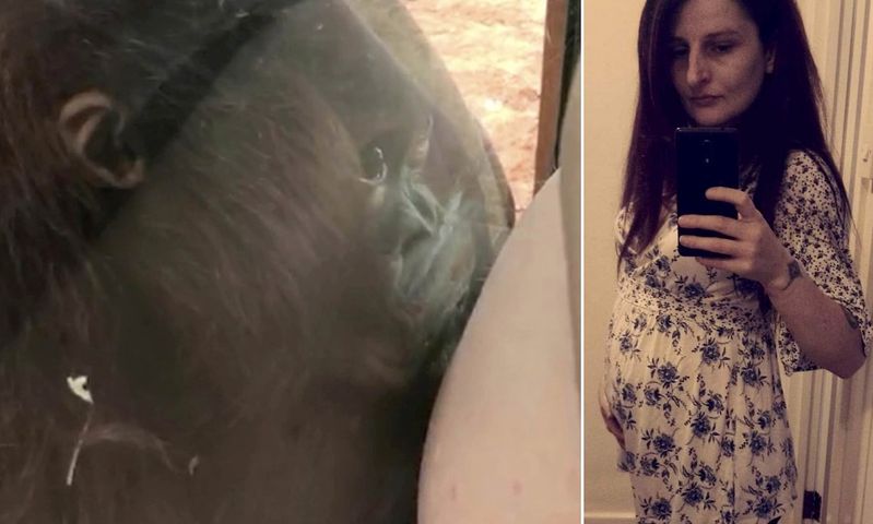 Orangutan w zoo całuje brzuch kobiety w ciąży. Film zrobił furorę w internecie