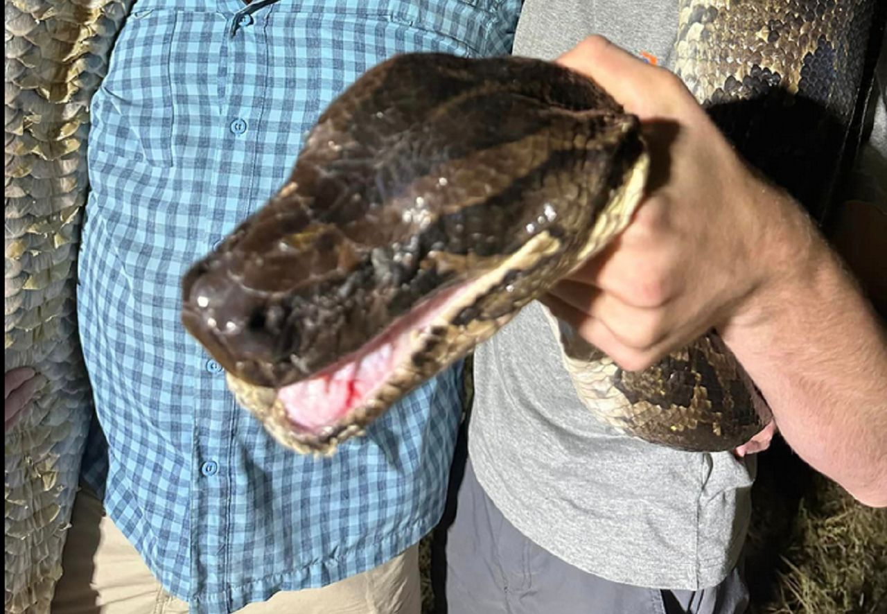 Monster python caught in the US. It took five men to trap it