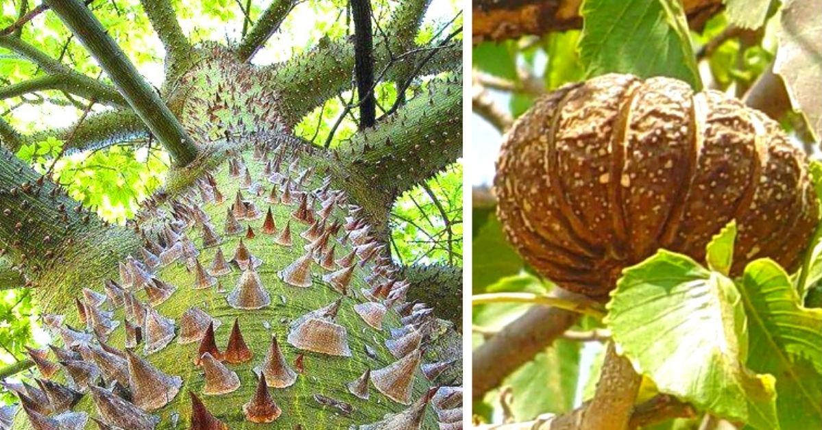 This Tree Is Covered With Thorns Full of Poison. Its Fruits Explode at 149 mph