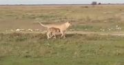 Lwica zaopiekowała się młodym gnu. Zdumiewające nagranie z drapieżnikiem z Afryki