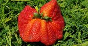 Gigantyczna truskawka większa niż duże jabłko. Konkurs na najdorodniejszy przysmak lata rozstrzygnięty