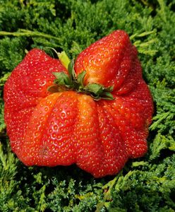 Gigantyczna truskawka większa niż duże jabłko. Konkurs na najdorodniejszy przysmak lata rozstrzygnięty