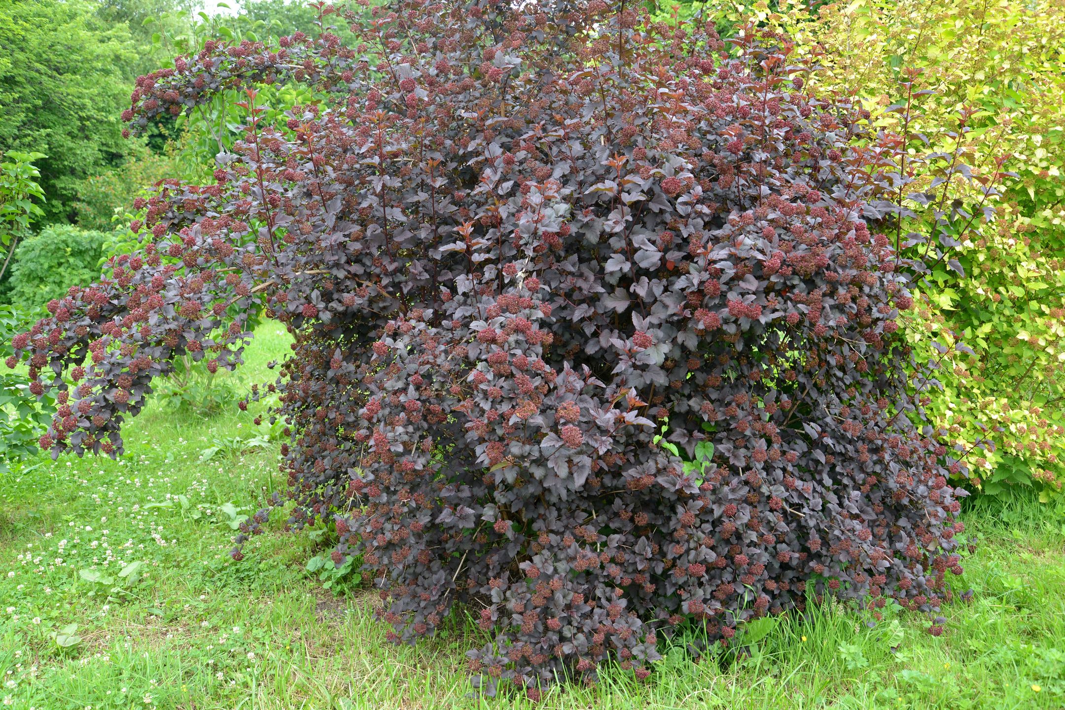 Purpurowa pęcherznica