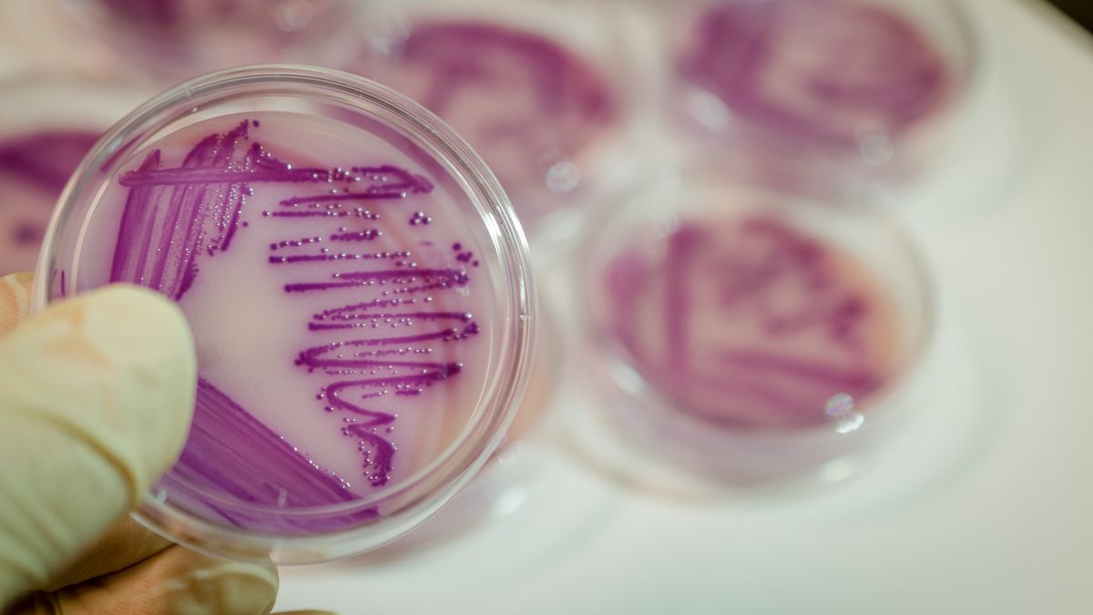 Wspólna odporność na antybiotyki i herbicydy