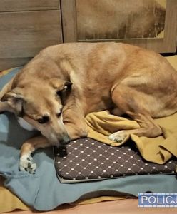 Wrocław. Bił, kopał i zrzucał psa ze schodów. 16-latek odpowie za znęcanie się nad zwierzęciem