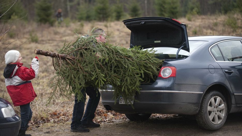 Sprzeda? choinek wprost z plantacji
18.12.2011 Lesnictwo Przewalanka w nadlesnictwie Knyszyn woj podlaskie Sprzedaz swiatecznych choinek wprost z plantacji Klienci moga wybierac sposrod drzewek scietych przez lesnikow wczesniej , ale rowniez mozna wybrac sobie drzewko z rosnacych na plantacji i sciac je osobiscie lub przy pomocy lesnika  
fot Michal Kosc/AGENCJA WSCHOD/REPORTER
Kosc/AGENCJA WSCHOD/REPORTER