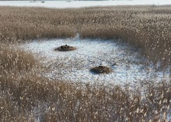 Tworzą naturalną "kołdrę". Leśnicy pokazali nagranie