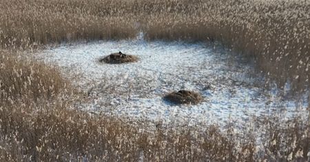 Tworzą naturalną "kołdrę". Leśnicy pokazali nagranie