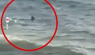 Panika w Egipcie. Rekin pojawił się przy plaży. Wstęp do wody zakazany
