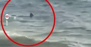 Panika w Egipcie. Rekin pojawił się przy plaży. Wstęp do wody zakazany
