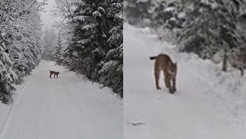 "Mogło źle się skończyć". Ryś nagle wybiegł przed turystę w Tatrach