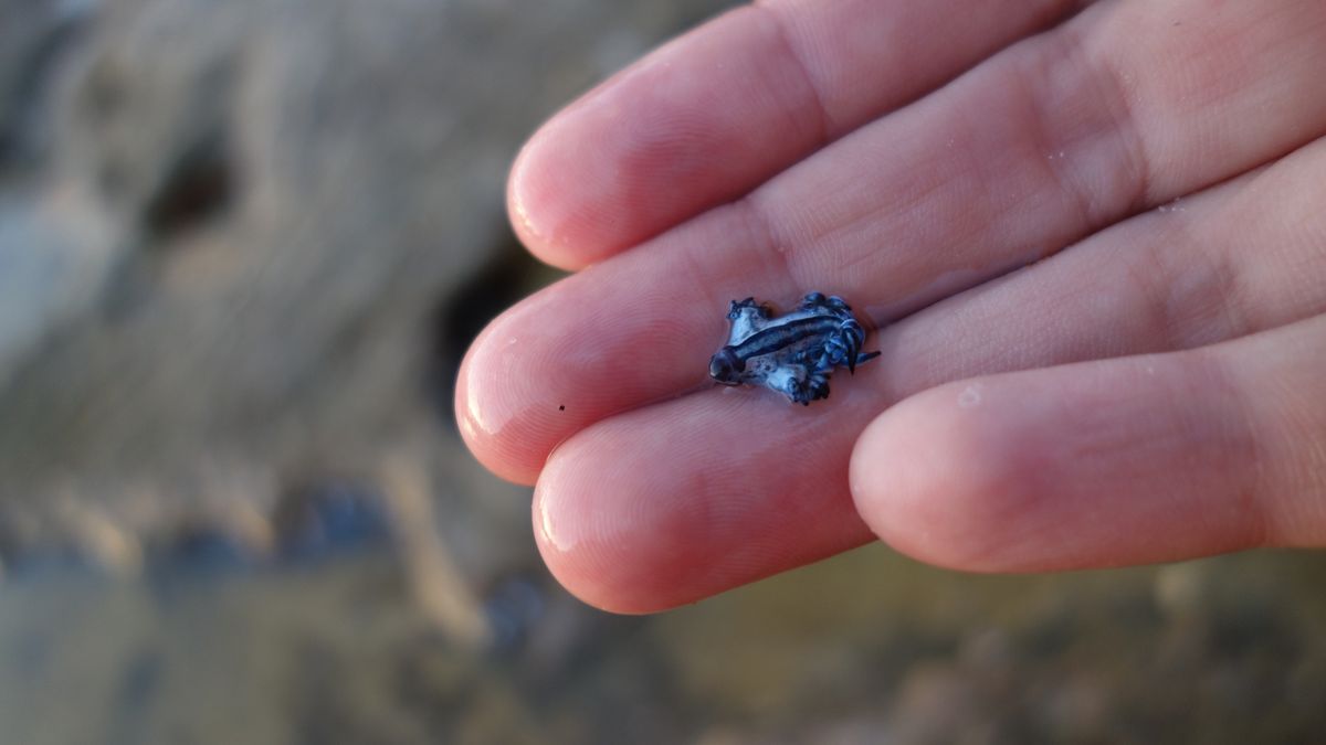 Choć wyglądają uroczo, pod żadnym pozorem nie powinno się ich do