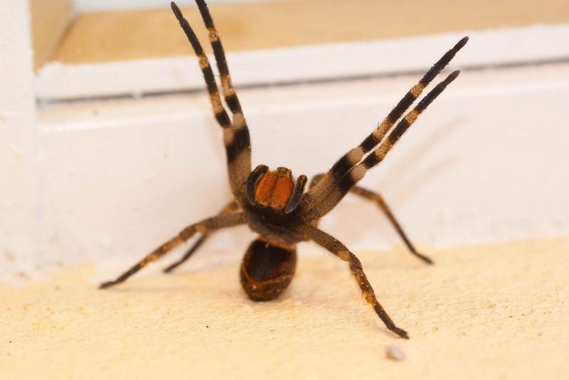 9 najniebezpieczniejszych zwierząt świata 10
