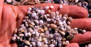 Turystka bała się wywieźć piasek z plaży na Sardynii. Wysłała go pocztą