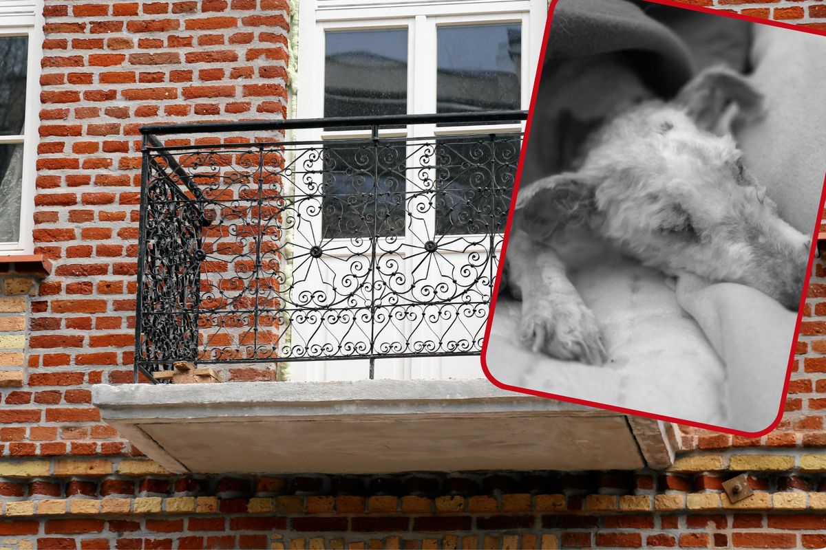 Muniek nie żyje. Kobieta wyrzuciła psa z balkonu