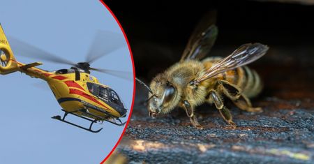 Chwile grozy w ośrodku wypoczynkowym. 5-latek użądlony w podniebienie