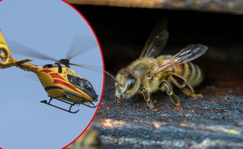 Chwile grozy w ośrodku wypoczynkowym. 5-latek użądlony w podniebienie