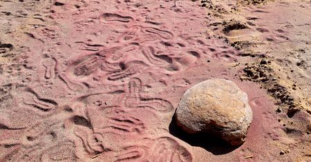 Plaża nad Bałtykiem zmieniła kolor. Teraz jest fioletowa