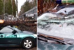 Wielka wichura na granicy z Białorusią. Drzewo spadło na strażników w aucie