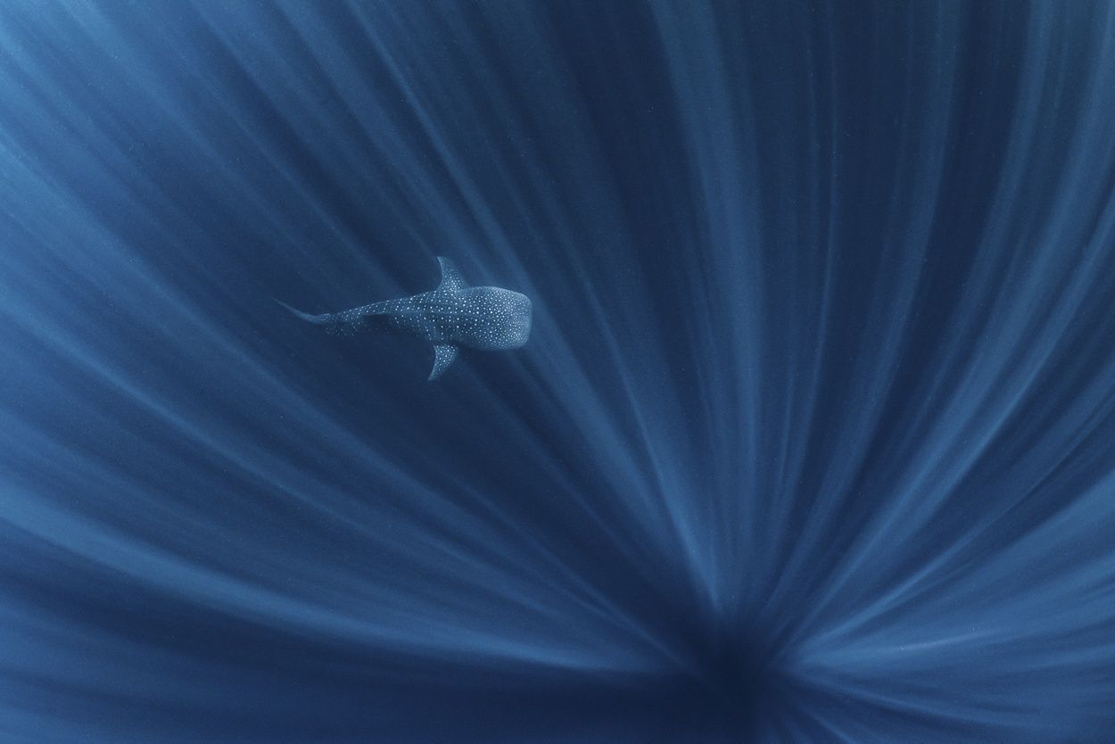 Najlepsze zdjęcia przyrody w The Nature Conservancy Photo Contest 2019 10