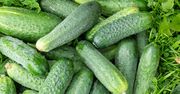Wlej pod ogórki. Nie nadążysz ze zbieraniem plonów