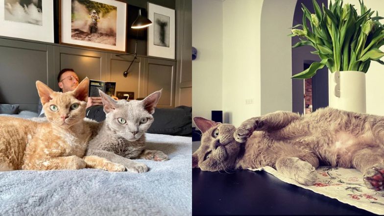 Mieszkanie Mateusza Gesslera