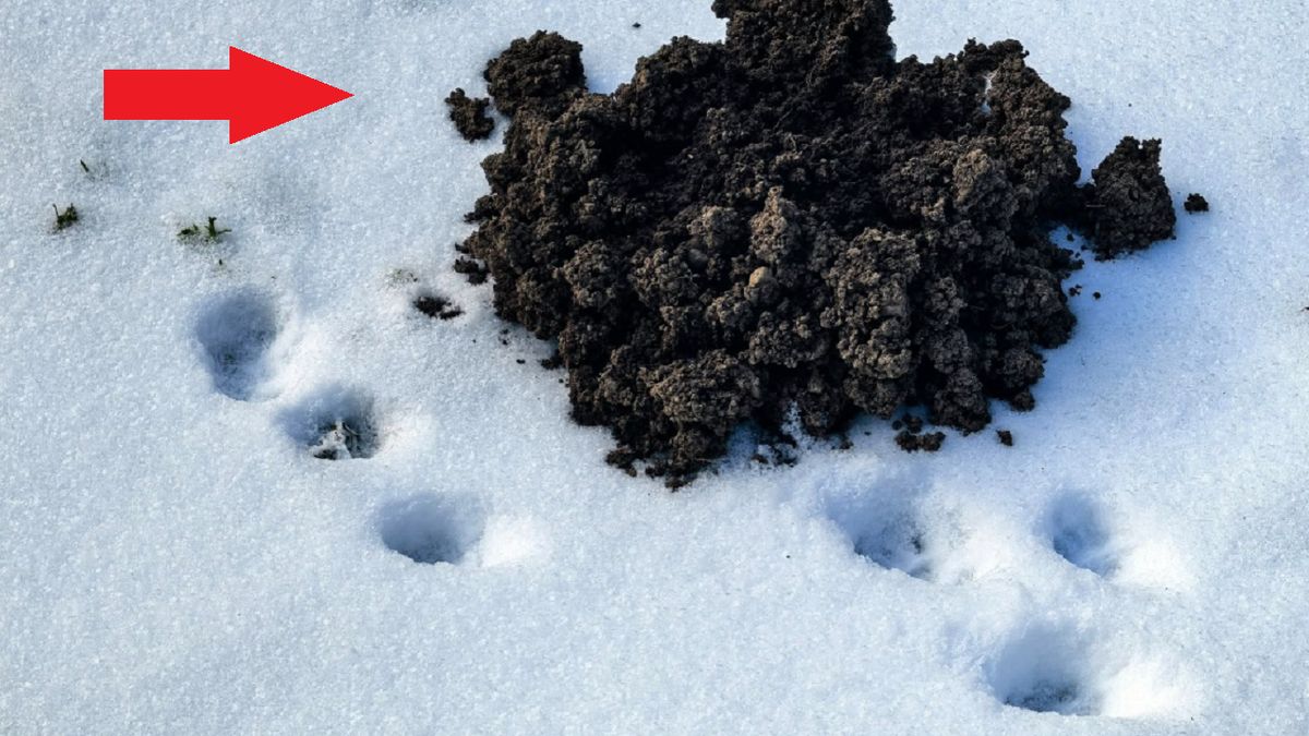 Leśnicy pokazali zdjęcie. "Niesamowite, w takim śniegu"