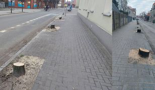 Wycinka drzew w Jarocinie. Pod topór poszły 124 drzewa