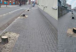 Wycinka drzew w Jarocinie. Pod topór poszły 124 drzewa