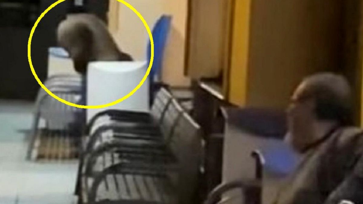 Niedźwiedź buszuje w śmietniku na stacji kolejowej