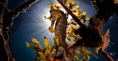 Zobacz wczesne zgłoszenia do Sony World Photography Awards 2019