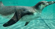 Biało-czarne ptaki wprowadziły się do płockiego ogrodu zoologicznego