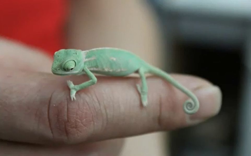 Małe kameleony poznają świat (wideo)