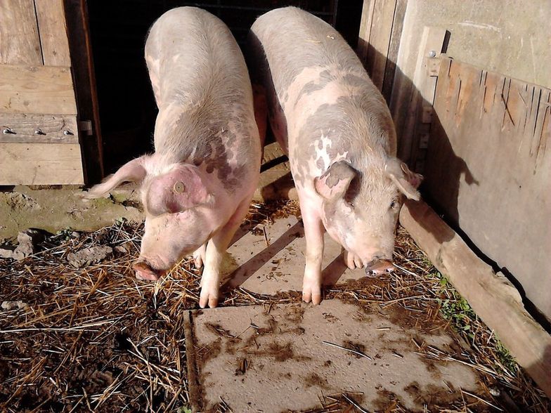 GUS: Pogłowie świń wzrosło o 6% r/r, bydła - spadło o 0,5% r/r w czerwcu 2020 