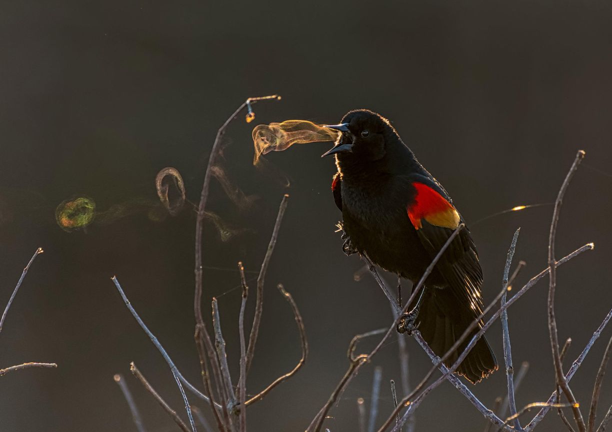 Dzikie ptaki w obiektywie. Zwycięzcy Audubon Photography Contest 2019 ogłoszeni