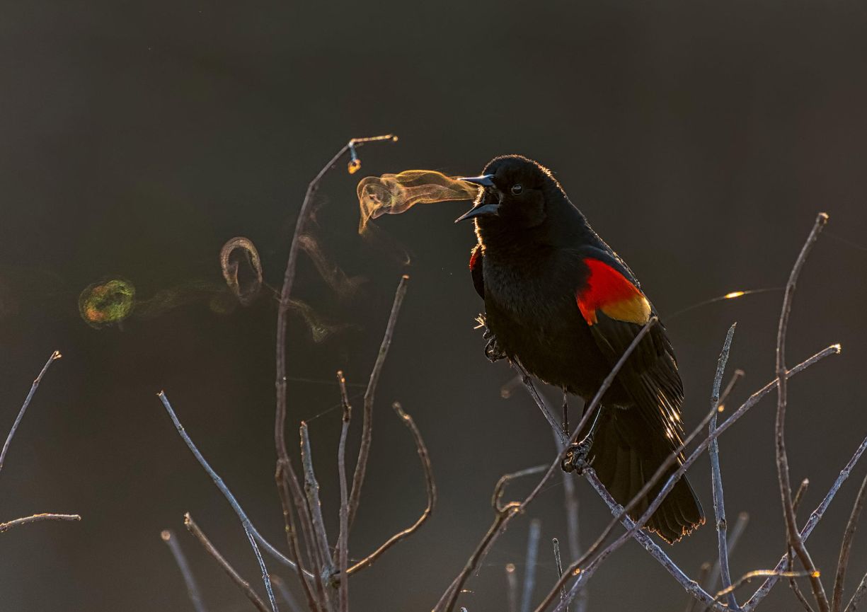 Dzikie ptaki w obiektywie. Zwycięzcy Audubon Photography Contest 2019 ogłoszeni 1